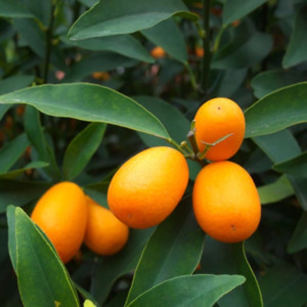 Meiwa kumquat tree. Free shipping