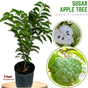 Sugar Apple Tree -3 Gal 2-3 Feet - Free Shipping, Healthy & High Yield - Perfect for Home Gardens