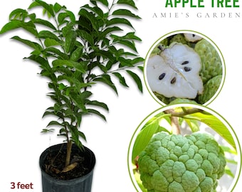 Green Sugar Apple Tree: 3 Gal, 2-3 Feet -no ship CA- Home Garden Ready