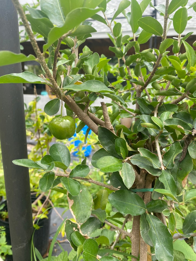 Barbados cherry tree image 4