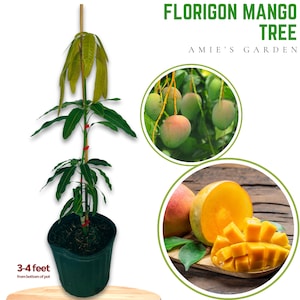 Carrie Mango Tree - 2-3 Feet Tall in 3 Gallon Pot - Ships with Soil & Pot - Free Shipping