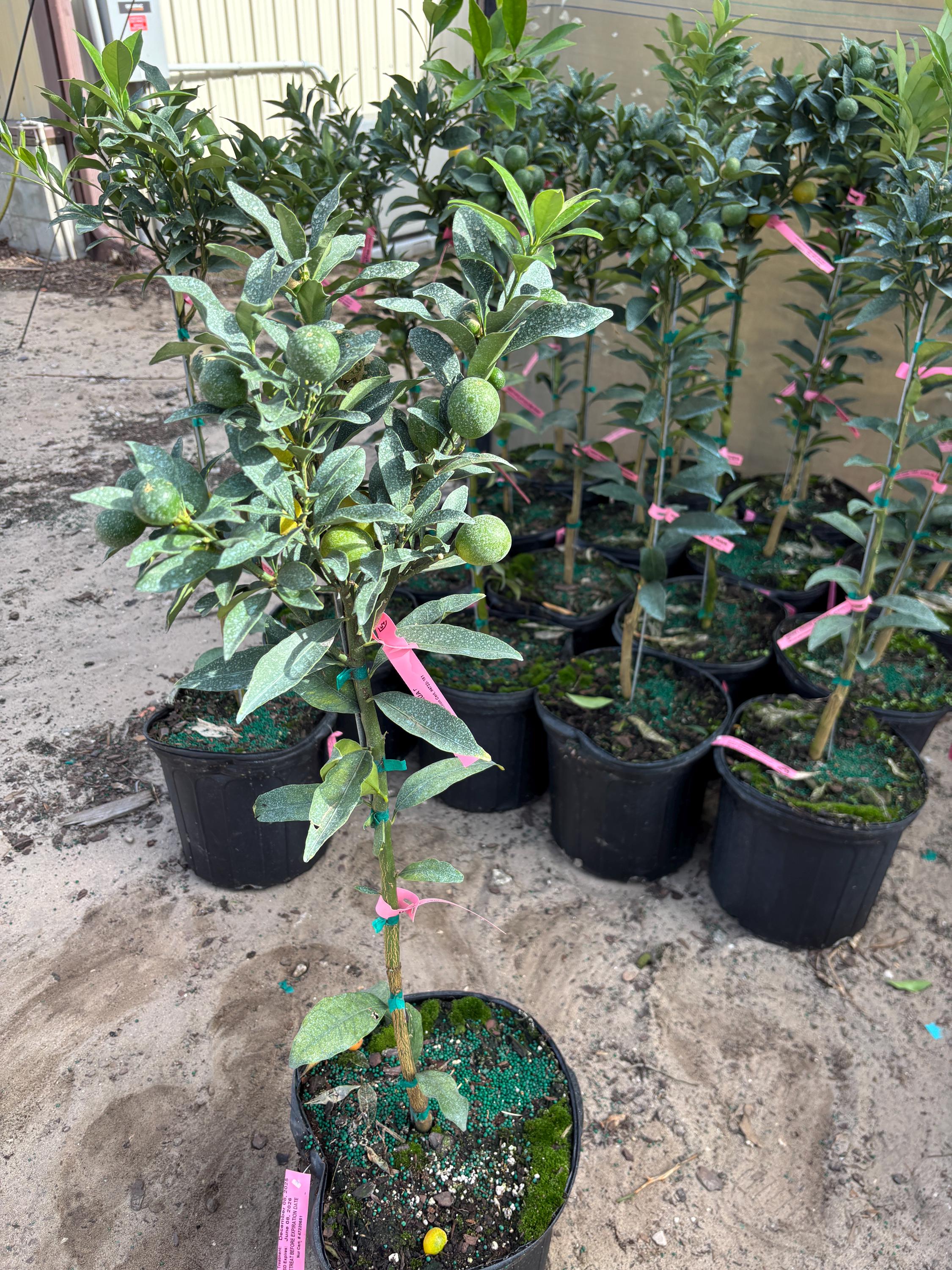 Meiwa Kumquat Tree-5 Gallon-2- 3 Feet Tall- Fruiting- Ships With