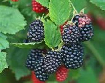 May include: A cluster of ripe, dark purple blackberries hanging from a green leafy stem. The berries have a textured, bumpy surface. Some smaller, unripe red berries are visible among the foliage, showing varying stages of growth.