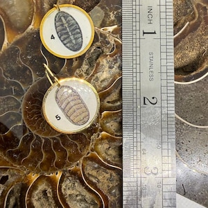 Könnte beinhalten: Goldfarbene Ohrringe mit runden, weißen Anhängern, die jeweils eine detaillierte Abbildung eines Fossils zeigen. Die Ohrringe sind vor dem Hintergrund eines versteinerten Gesteins platziert. Ein Edelstahl-Lineal befindet sich neben den Ohrringen. Das Lineal ist etwa 5 cm lang.