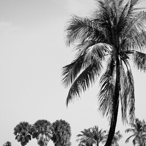 May include: A black and white photograph of a tall palm tree with lush fronds against a clear sky. The palm tree is in the foreground, and there are other palm trees in the background.