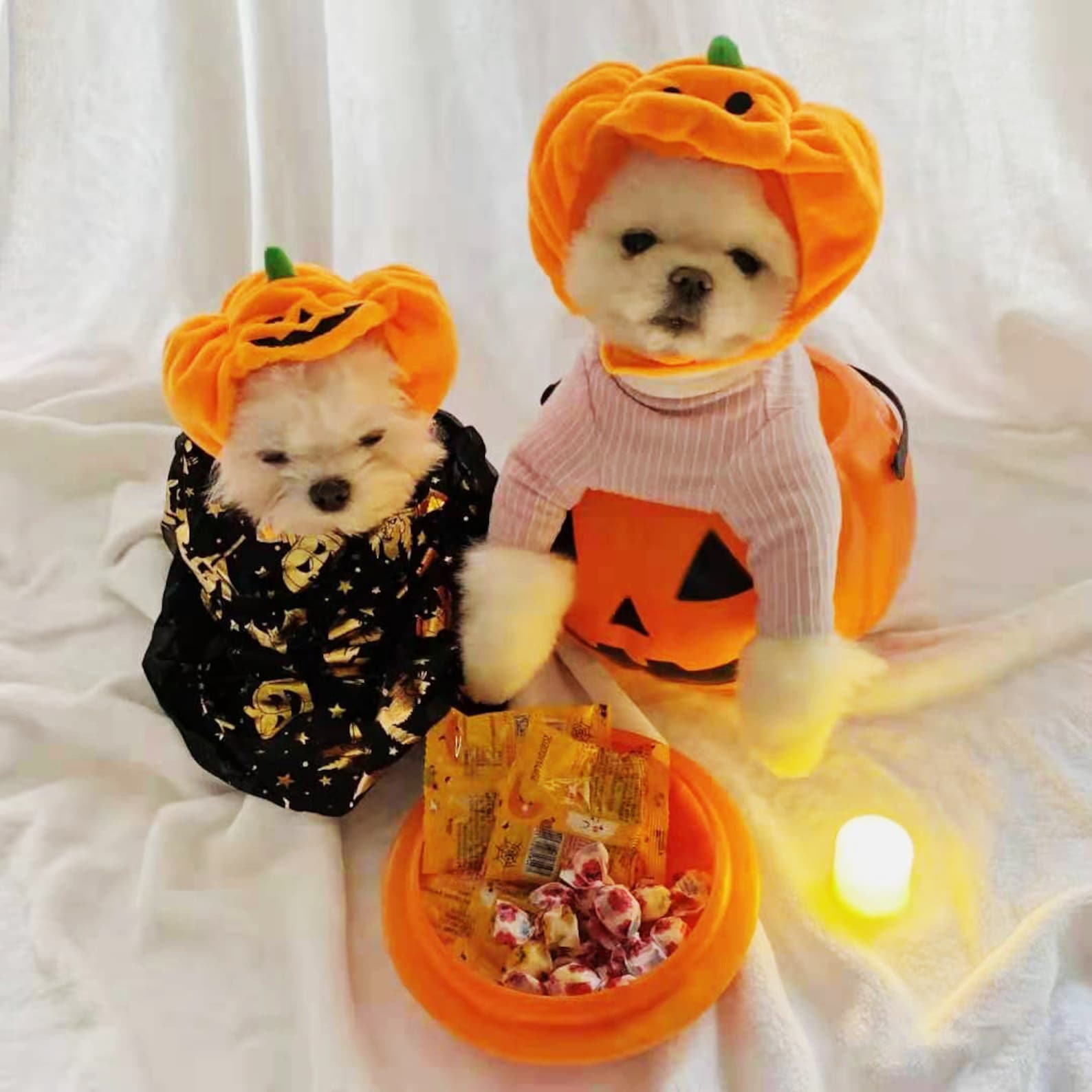 classic pumpkins dog halloween costumes