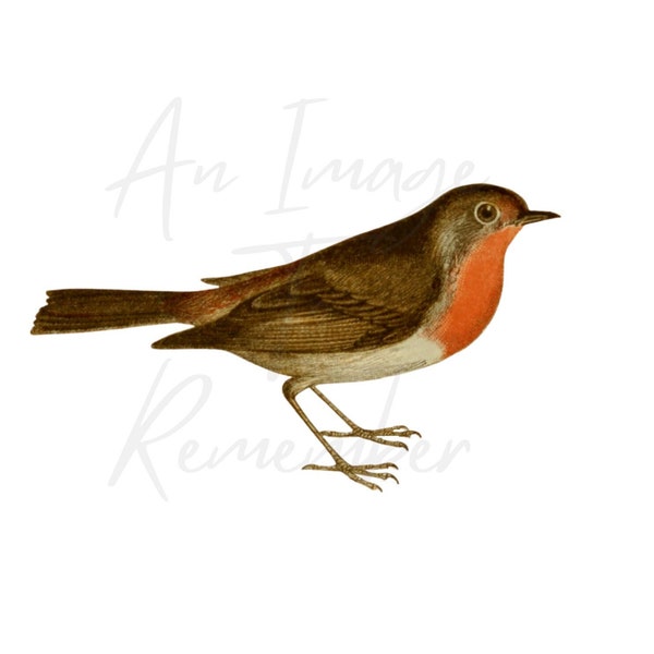 Digital Antique Red Robin Bird Print, Traditional Christmas Robin Clip Art, Printable Image, Instant Download, Christmas Seasonal Clipart