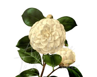 デジタルフラワープリントの白い椿の花、即時ダウンロード、ヴィンテージ植物、印刷可能な画像、壁の装飾、結婚式の招待状、PNG