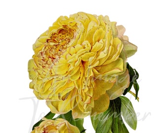デジタルフラワープリント 黄色い牡丹、即時ダウンロード、ヴィンテージ植物、花のクリップアート、印刷可能な画像、壁の装飾、スクラップブック、クリップアート