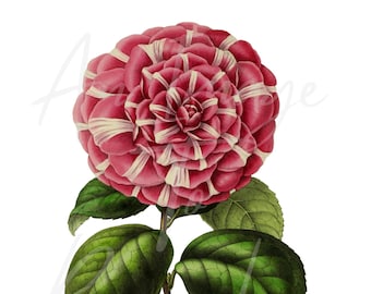 デジタルフラワープリント ピンクのツバキ、即時ダウンロード、ビンテージ植物印刷可能画像、花の壁飾り、スクラップブック、コラージュ