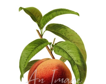 Digital Fruit Print Peach, Instant Download, Vintage Botanical, Printable Image, Wall Decor, Scrapbooking, Collage