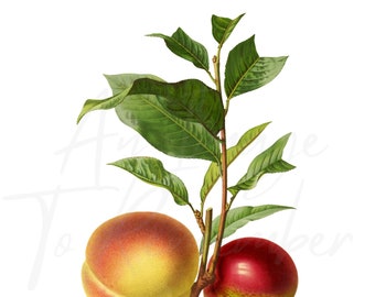 Digital Fruit Print Peaches, Instant Download, Antique Peach Print, Printable Image, Wall Decor, Scrapbooking, Collage, Fruit Clipart
