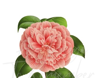 Impresión de flores digitales Flor de camelia rosa, Descarga instantánea, Botánico vintage, Floral, Imagen imprimible, Decoración de pared, Invitación de boda, PNG