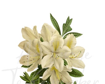 デジタルフラワープリントの白いツツジの花、即時ダウンロード、ヴィンテージフローラル、印刷可能な画像、スクラップブッキング、コラージュ、結婚式招待状、PNG