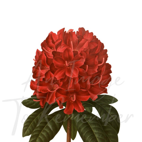 Digital Flower Print Red Rhododendron, Instant Download, Vintage Botanical, Floral, Printable Image, Wall Decor, Scrapbooking, Collage, PNG