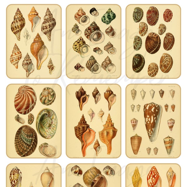 Digital Antique Seashell Collage Sheets, 2 Sheets, 18 Antique Shell Images, Conch Sea Shells, Ocean Life, Instant Download, Junk Journal