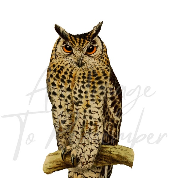 Digital Bird Print  Antique Eagle Owl Print, Bird of Prey, Owl Clipart, Printable Image, Instant Download, Clip Art, Wall Decor, Ornitholgy