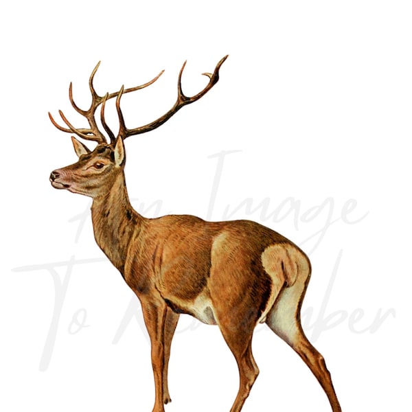 Digitales Bild Rothirsch, Cervus Elaphus Bolivari, Wildtier ClipArt, Instant Download, antikes druckbares Bild, Scrapbook, Journal