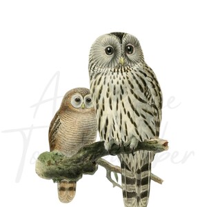 May include: Two owls perched on a branch. The larger owl is gray and white with black markings. The smaller owl is brown with a white face. Both owls have large, round eyes.