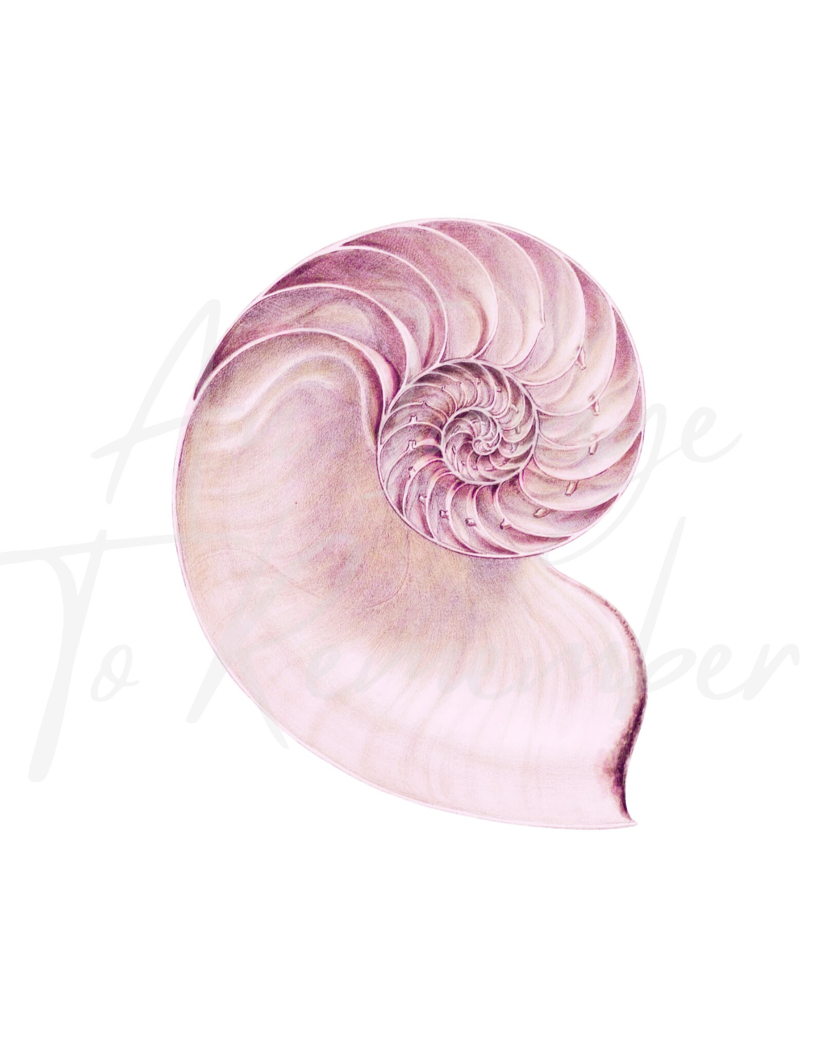 Digital Seashell Print Blush Pink Conch Shell, Instant Download, Fossil ...