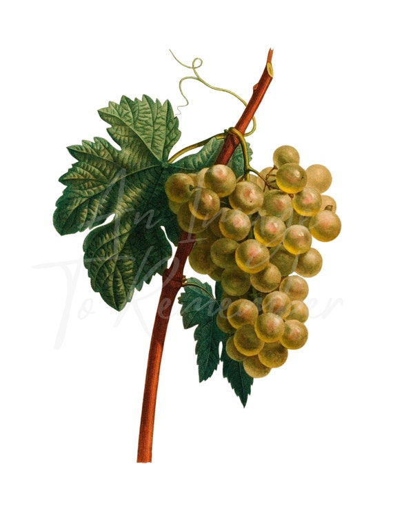 Illustration De Raisin Vintage 10 Verres à Vin Cristal Gravée Grappe