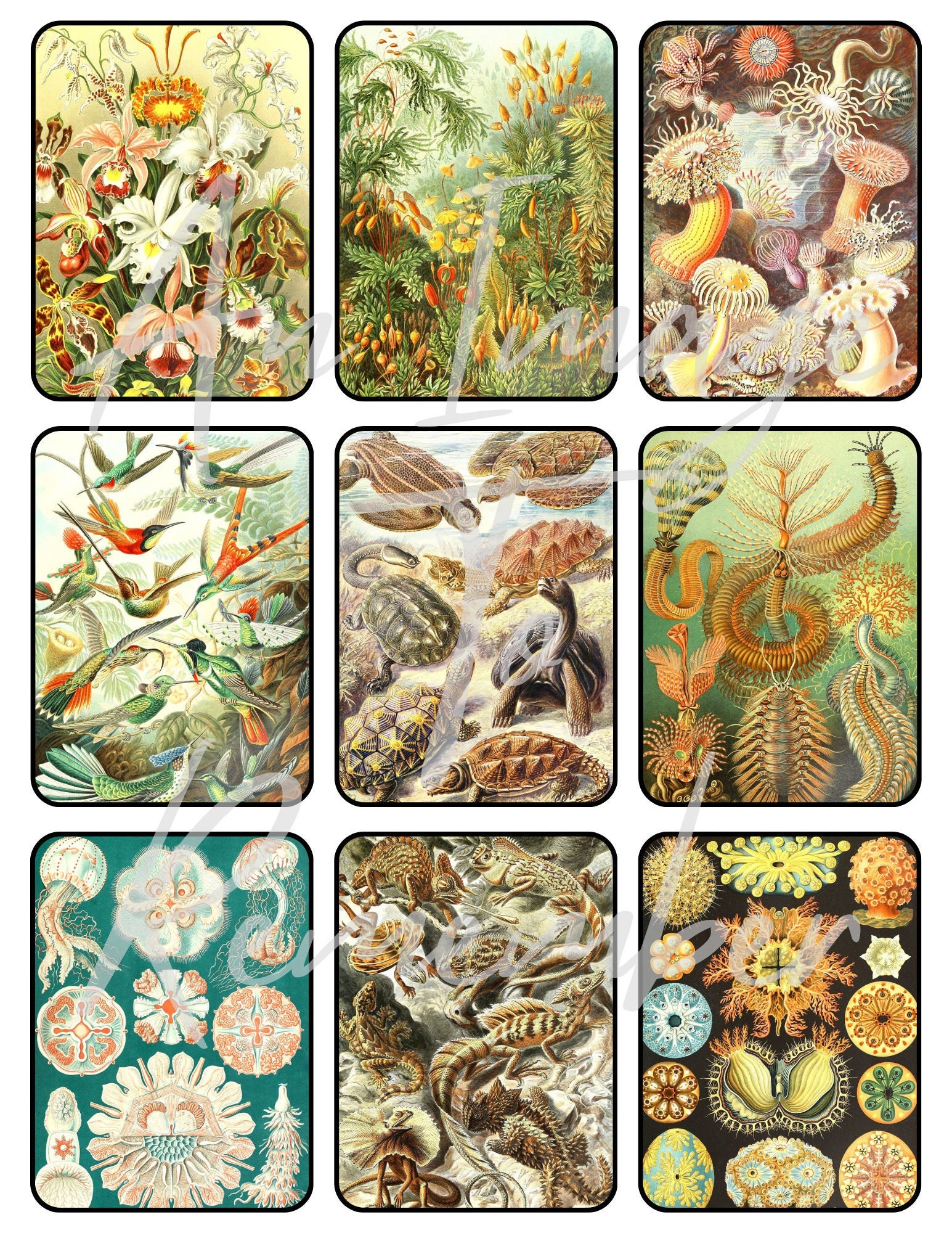 Sheet Moss — Collage with Nature