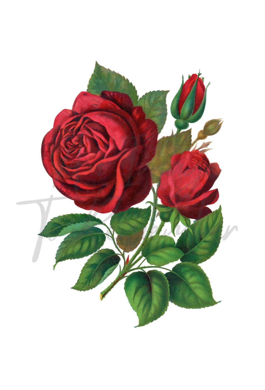 Digital Antique Red Rose Clip Art, Instant Download, Red Flowers ...