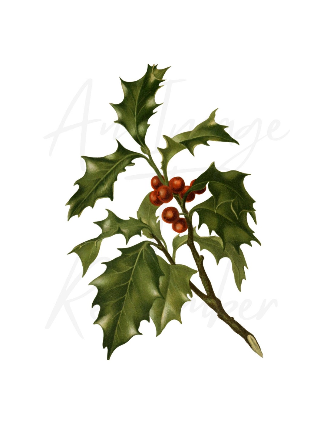 Digital Holly and Berries Print, Instant Download, Antique Christmas Holly, Printable Image ...