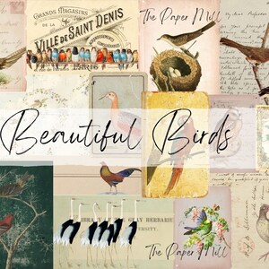 Collezione di bellissimi uccelli - Download digitale - Cartoline antiche e materiale effimero - Materiale stampabile per diario e arte