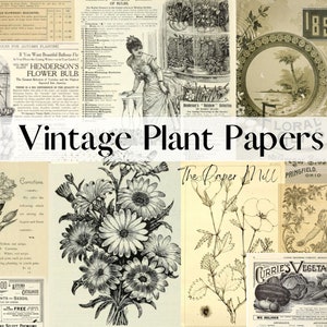 Könnte beinhalten: Vintage botanische Illustrationen und Text aus alten Pflanzenkatalogen und Saatgutpackungen. Die Bilder zeigen einen Strauß Gänseblümchen, eine einzelne Nelke, eine Pflanze mit Blättern und weißen Blüten und eine Palme an einem Strand. Der Text enthält die Wörter "Vintage Plant Papers", "The Paper Mill", "Curries Vegetable Seeds" und "Henderson's Flower Bulb".
