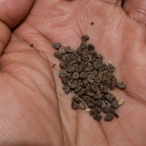 ORGANIC Cranberry Hibiscus Seeds (Hibiscus acetosella /African rosemallow)