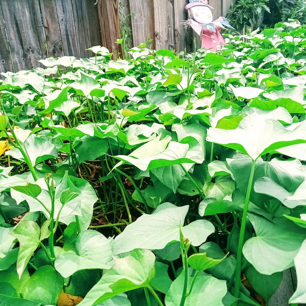 Organic Japanese Sweet Potato Plants (Murasaki)