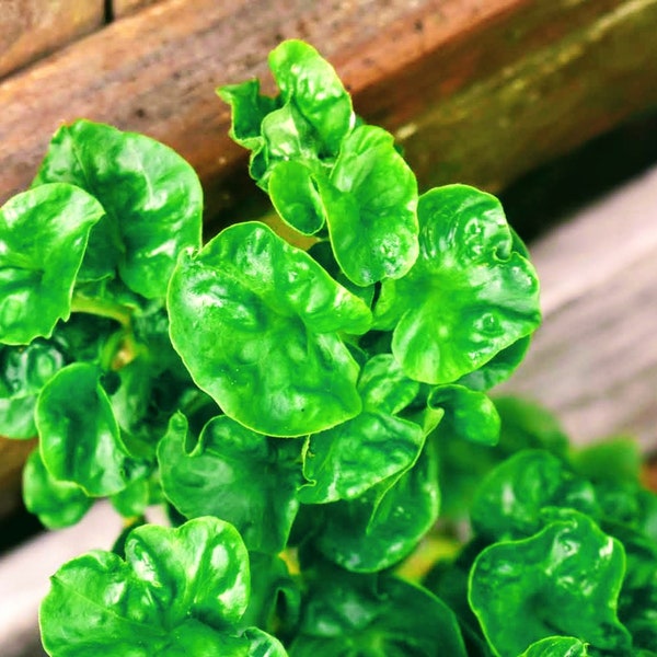 Organic Brazilian Spinach Plant - Rooted