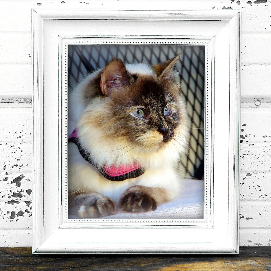 Birman Cat Breed Similar to Siamese and Ragdoll Powder Puff Kitty in