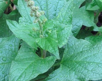 Good King Henry Seeds, Blitum bonus-henricus, Edible Perennial Green