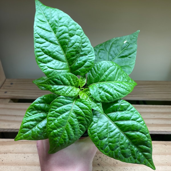 Carolina Reaper Plant