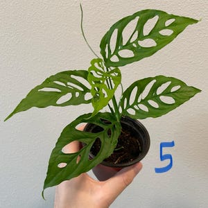 Monstera Obliqua Peru, Live Plant