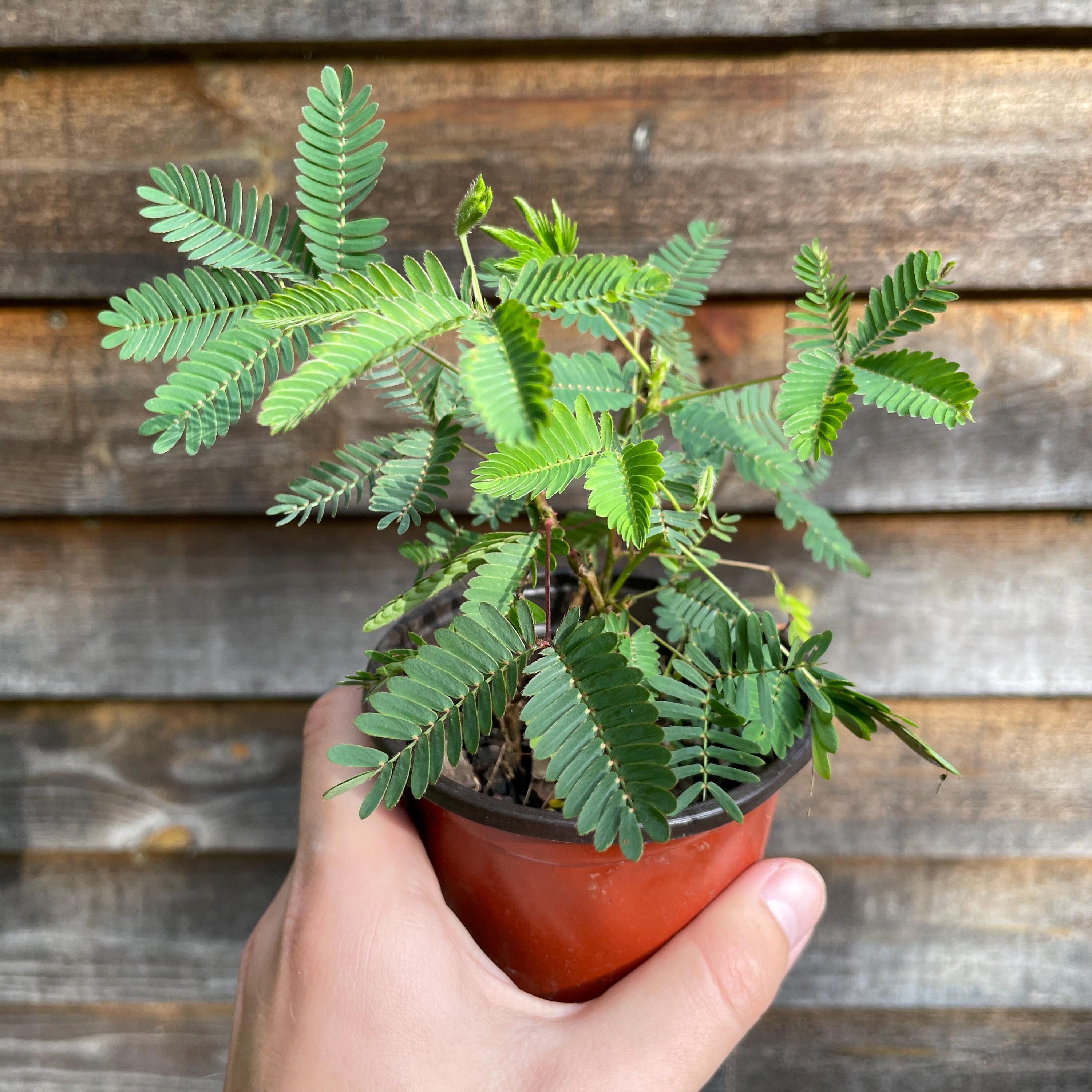 Mimosa pudica / Sensitive plant seeds
