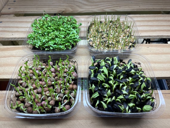 Starter Microgreen Grow Kit
