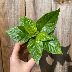 Carolina Reaper Plant