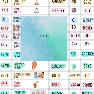 May include: A colourful chart showing the names and classifications of the 12 cranial nerves. Each nerve is illustrated with a corresponding image. The chart includes the mnemonic "Oh Oh Oh To Touch And Feel A Woman's Vagina Ah Heaven" to help remember the order of the nerves.
