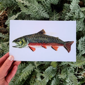 Brook Trout Art Print