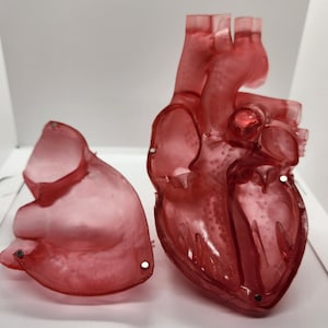 Anatomical Heart Model: Life-Sized Cardiovascular Replica (3x4x5 inches)