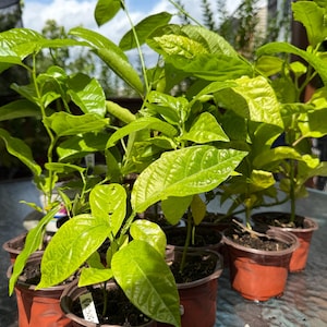 Purple Passion Fruit Starter Plant – Passiflora edulis – Exotic Tropical Vine – Sweet-Tart Aromatic Fruit – Grown Naturally