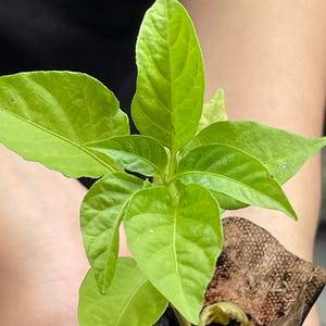 Red Scotch Bonnet Pepper Starter Plant | Non-GMO, Heirloom, Caribbean Heat | Live Plant for Garden or Containers