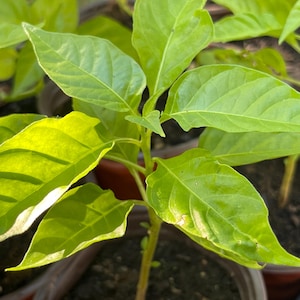 Rare- Trinidad Pimento Pepper Starter Plant (Seasoning Pepper) | Mild, Flavorful, and Nearly Heat-Free | Live Plant for Garden or Containers