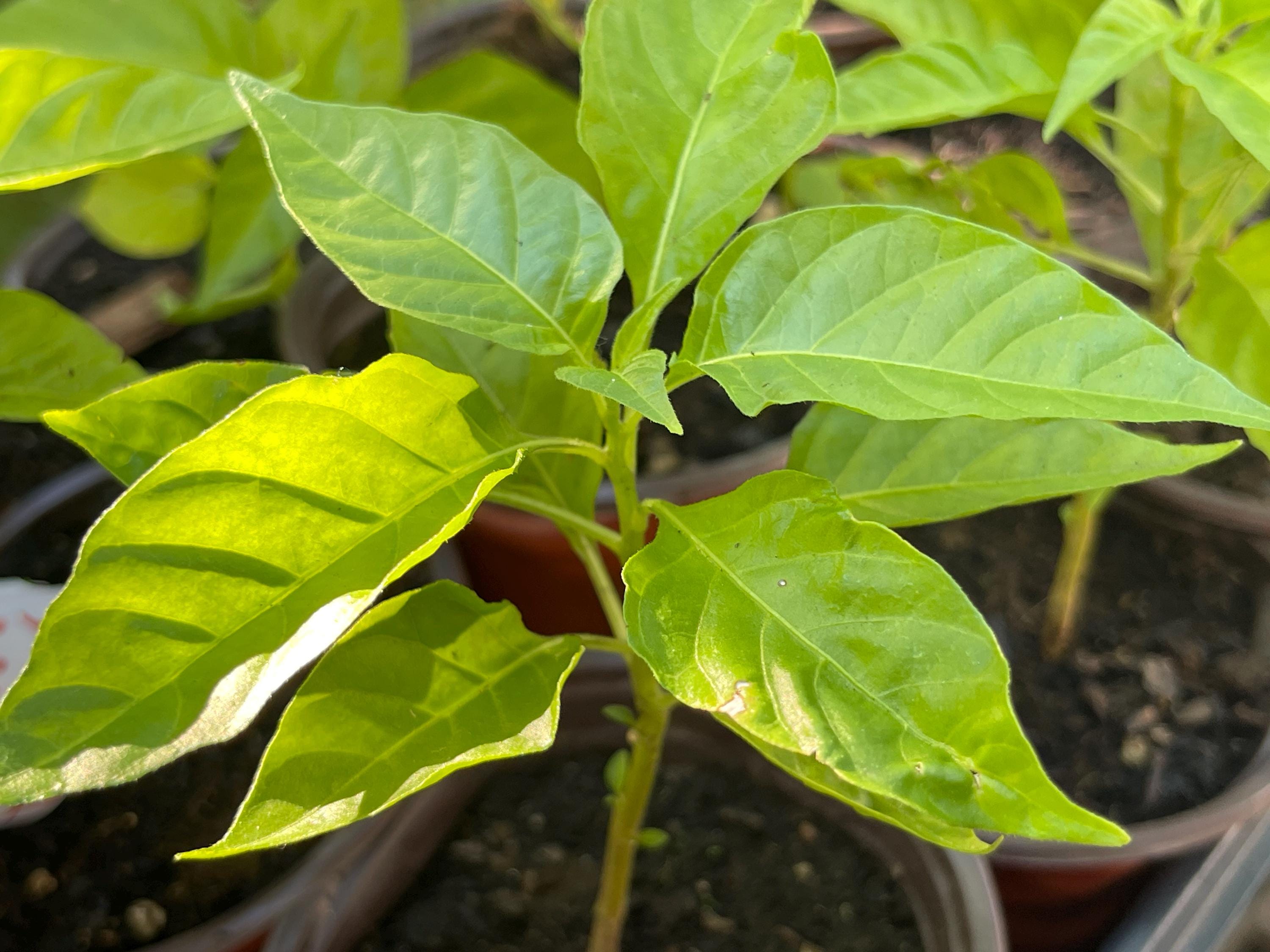 Rare- Trinidad Pimento Pepper Starter Plant (Seasoning Pepper) | Mild, Flavorful, and Nearly Heat-Free | Live Plant for Garden or Containers