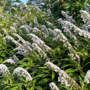 May include: A vibrant garden scene featuring numerous white flowers with long, slender stems and dense clusters of small blossoms. The flowers are set against a backdrop of lush green foliage, with hints of yellow flowers in the background.