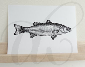 pen drawing sea bass printed on luxury paper