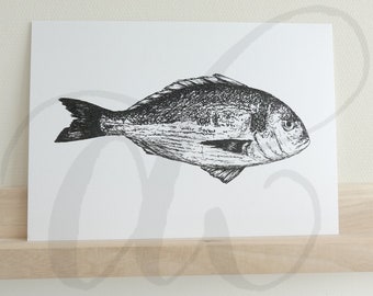 pen drawing dorade printed on luxury paper